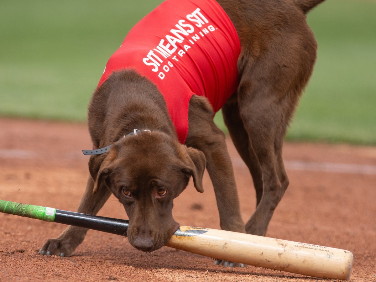 Lambo, the Reno Aces bat dog, retrieving a bat